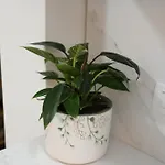 Mikaels Appartement *